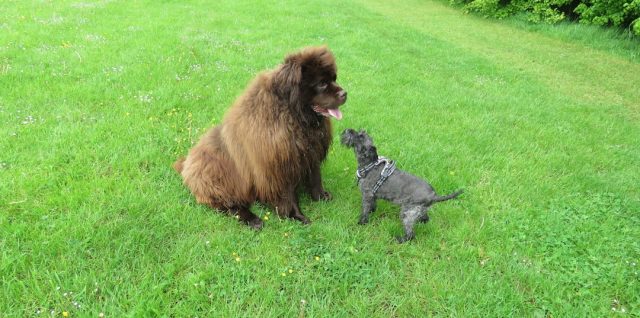 découvrez comment favoriser une coexistence harmonieuse entre chiens et chats grâce à nos conseils pratiques et astuces pour un foyer paisible.